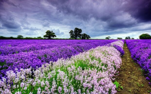 A vast flower field with vibrant lavender and purple flowers under a cloudy sky