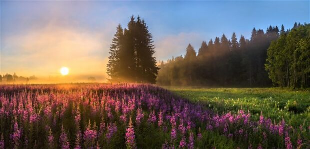 Purple flower field glowing at sunrise with tall trees in the background