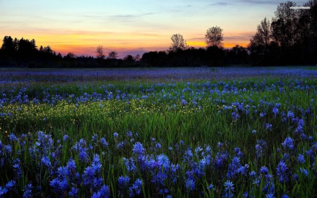 A serene flower field with blue and yellow flowers under a colorful sunset sky
