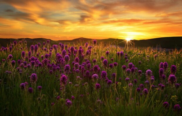 Purple flower field under a golden sunset with hills in the background