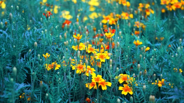Yellow and orange flowers blooming in a lush flower field with green leaves