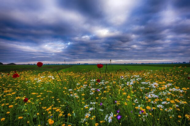 A vibrant flower field with daisies and poppies under a dramatic cloudy sky