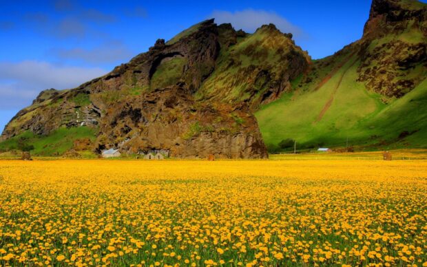 A vast flower field blooming with yellow flowers under rocky green hills