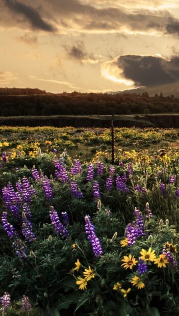 A vibrant flower field with purple lupines and yellow blooms under a dramatic cloudy sky