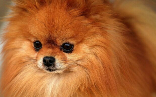 A close up of a fluffy Pomeranian with expressive eyes and a soft coat, 2K Desktop Wallpaper