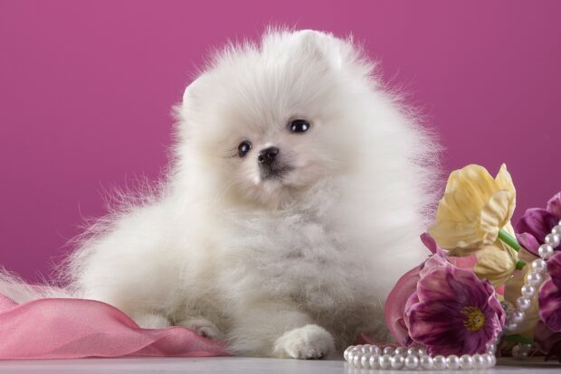 A fluffy Pomeranian puppy is sitting beside colorful flowers and pearls on a pink background, 2K Desktop Wallpaper