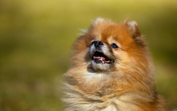 A fluffy Pomeranian dog with an open mouth in a natural outdoor setting, HD Desktop Wallpaper