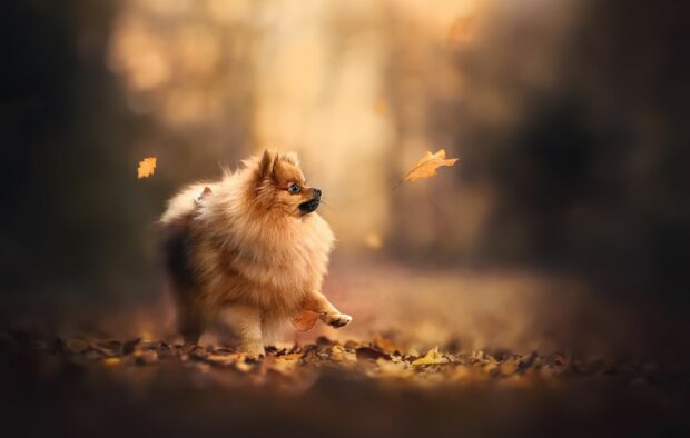 A fluffy Pomeranian is walking through fallen autumn leaves in a serene forest, HD Desktop Wallpaper