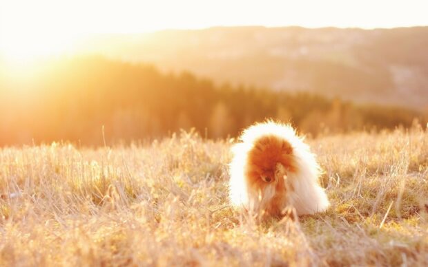 A fluffy Pomeranian sits quietly in a sunlit field during golden hour, HD Mobile Wallpaper