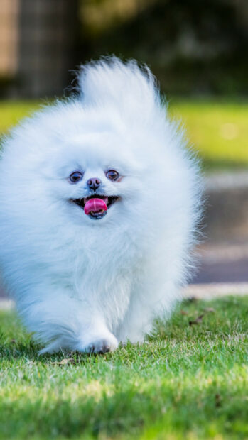 A white Pomeranian is happily running on the green grass with its tongue out, HD Phone Wallpaper