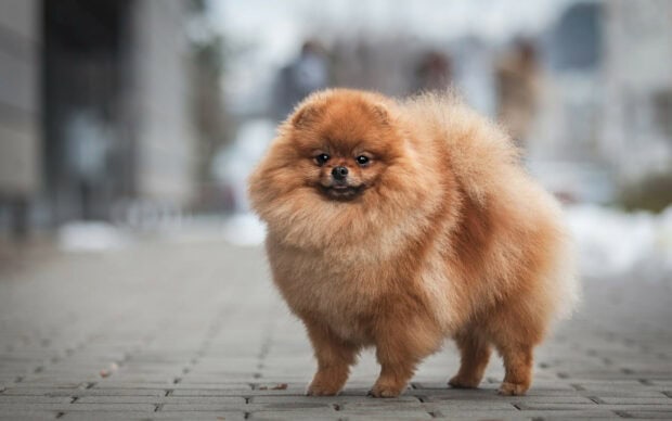 A fluffy Pomeranian stands attentively on a paved city street with blurred buildings in the background, HD Desktop Wallpaper