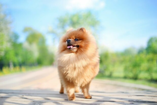A fluffy Pomeranian stands on a wooden surface with a green natural background in clear daylight, HD Desktop Wallpaper