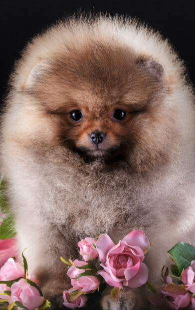 A fluffy Pomeranian puppy surrounded by pink roses against a dark background, HD Mobile Wallpaper