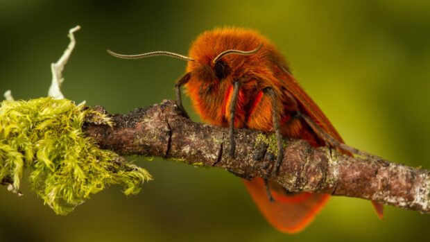 A close up of a fluffy orange moth resting on a tree branch with green moss in the background, 4K Desktop Wallpaper