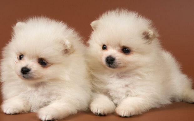 Two fluffy Pomeranian puppies lying on a brown surface, 2K Desktop Wallpaper