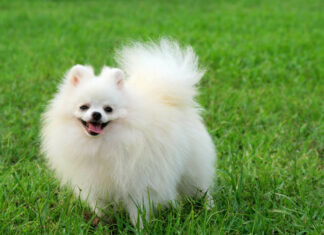 A fluffy white Pomeranian dog is standing happily on the green grass field, HD Desktop Wallpaper
