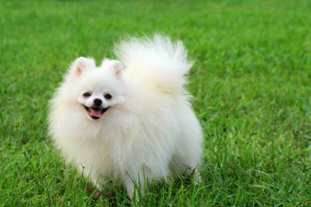 A fluffy white Pomeranian dog is standing happily on the green grass field, HD Desktop Wallpaper