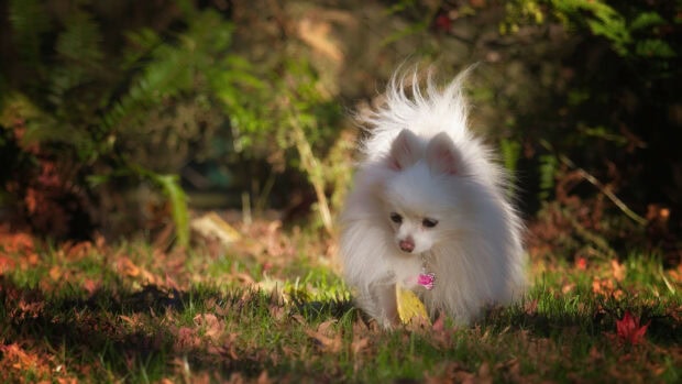A fluffy white Pomeranian is exploring the garden covered with autumn leaves, HD Desktop Wallpaper