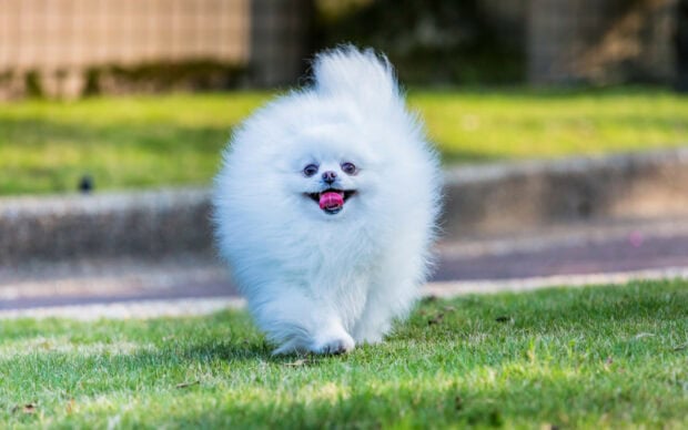 A fluffy white Pomeranian is running joyfully on the grass, HD Desktop Wallpaper