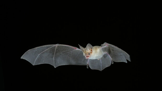 A bat is flying with its wings spread wide in the dark night sky, HD Desktop Wallpaper