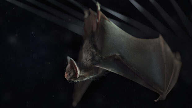 A bat is flying silently in the dark with visible wings and ears, HD Desktop Wallpaper