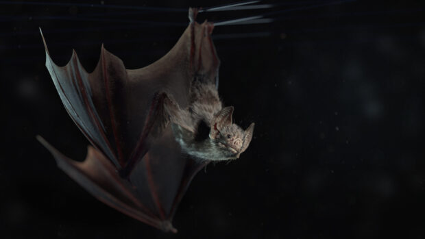 A bat flies quietly in the dark with its wings spread wide, HD Desktop Wallpaper