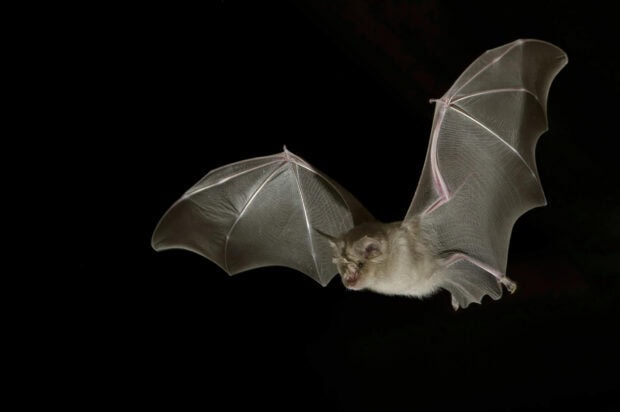 A bat is captured flying with its wings spread wide in the dark, HD Desktop Wallpaper