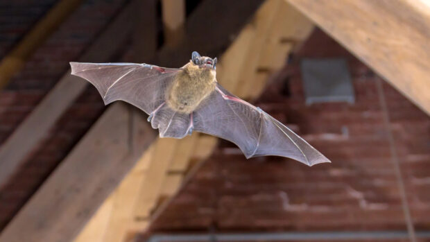 A flying bat inside a wooden barn shows its wings spread wide during flight, 2K Desktop Wallpaper