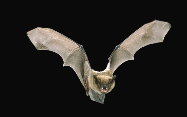 A bat is flying with its wings fully spread against a black background, HD Desktop Wallpaper