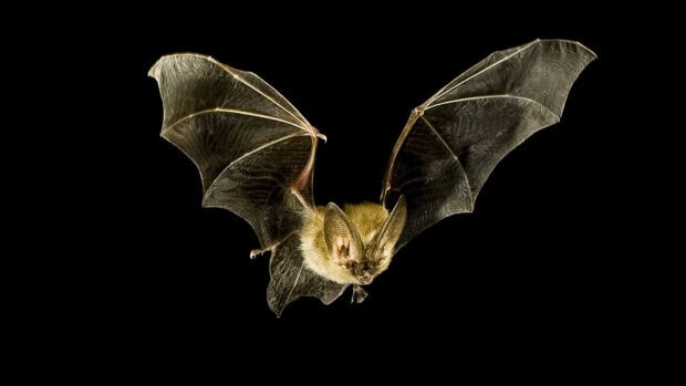 A flying bat with wide wings is visible against a black sky featuring bat wallpapers, HD Desktop Wallpaper