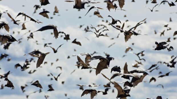 A large group of bats is flying across a cloudy sky creating a dramatic scene, HD Desktop Wallpaper