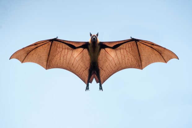 A brown bat is flying with wings fully spread in a clear blue sky, HD Desktop Wallpaper