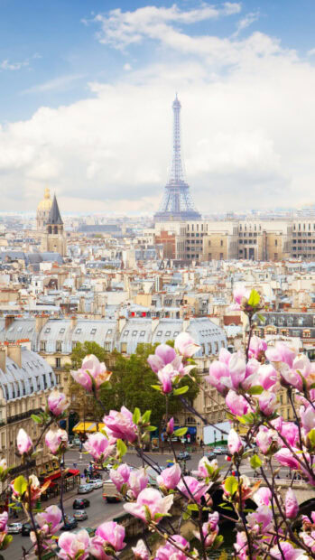 Pink magnolia flowers in Paris cityscape with Eiffel Tower in spring France scene