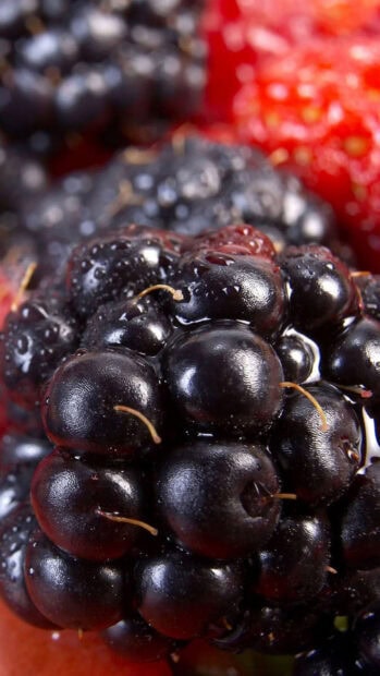 Fresh ripe blackberries with water droplets close up in berries wallpapers, HD Phone Wallpaper