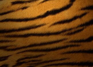 Close up of tiger fur showing natural stripes and texture of soft fur