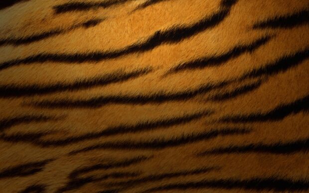 Close up of tiger fur showing natural stripes and texture of soft fur