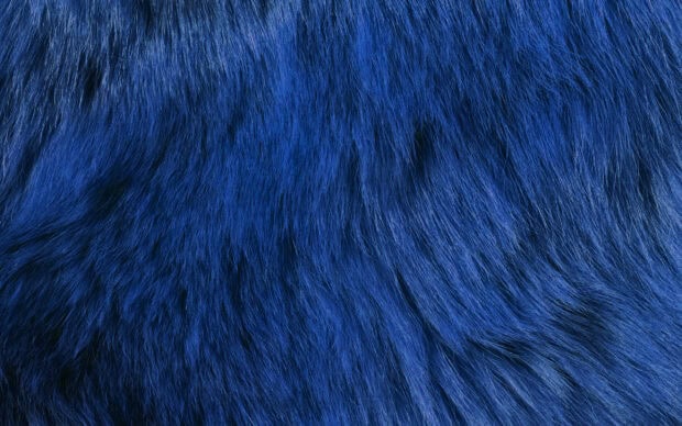 Close up of soft blue fur texture with detailed strands and natural look