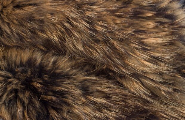 Close up of natural fur texture showing soft and dense fur fibers