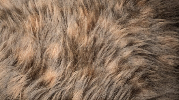 Close up of soft fur texture showing natural fur fibers