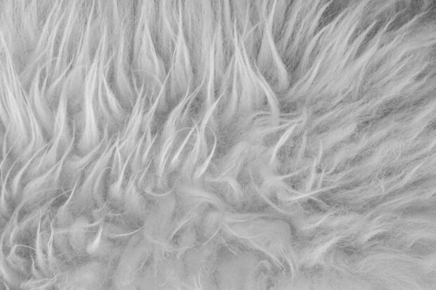 Close up of white fur texture showing soft natural fibers