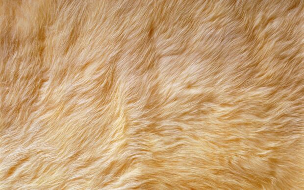 Soft golden fur texture showing natural fur strands and smooth surface