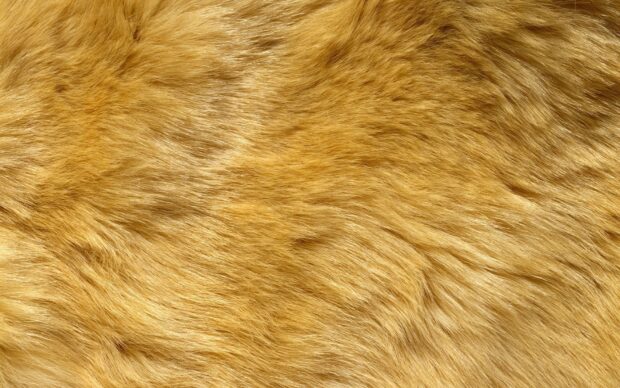 Soft golden fur texture pattern with natural light reflection