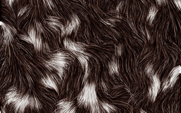 Detailed close up of dark brown fur texture with white highlights showing natural fur patterns