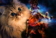 A fluffy cat with large eyes blending into a colorful galaxy nebula scene, HD Desktop Wallpaper