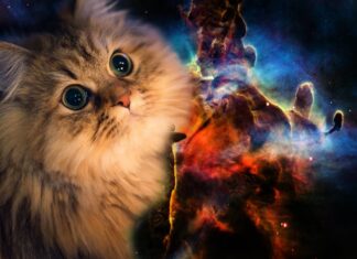 A fluffy cat with large eyes blending into a colorful galaxy nebula scene, HD Desktop Wallpaper