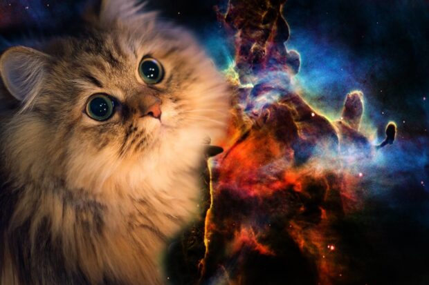 A fluffy cat with large eyes blending into a colorful galaxy nebula scene, HD Desktop Wallpaper