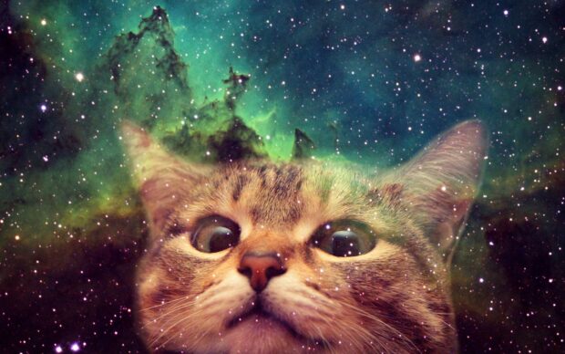 A galaxy cat looks curiously within a vibrant cosmic space filled with stars, HD Desktop Wallpaper