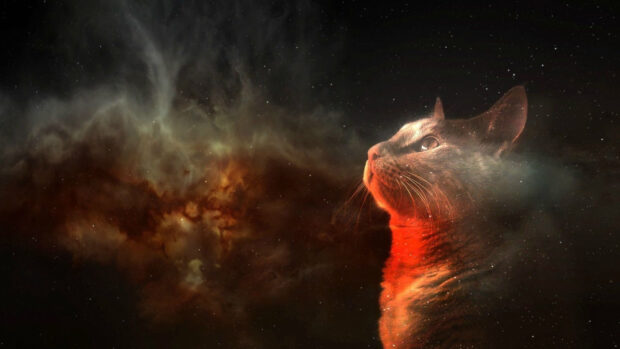 A galaxy cat looks thoughtfully into the starry night sky with vibrant nebula clouds, HD Desktop Wallpaper