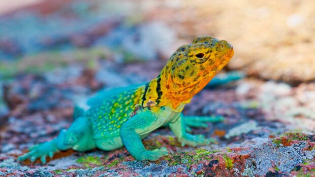 A colorful gecko perched on a textured rock in natural surroundings