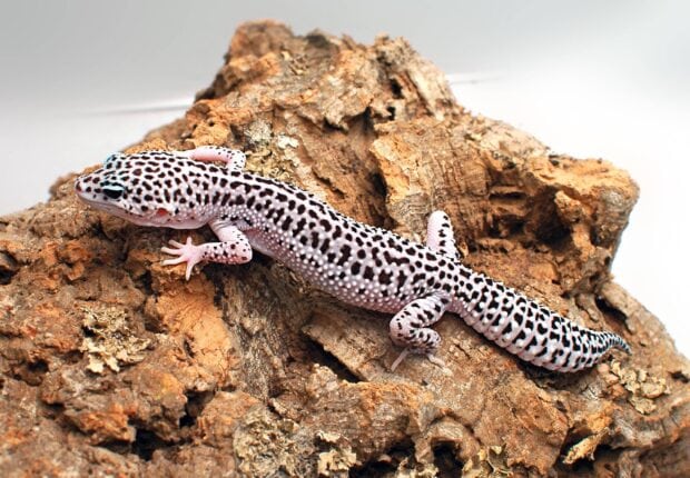 A spotted gecko resting on textured bark showing detailed skin patterns